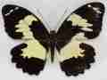 Papilio euchenor  (mosaic gynandromorph, Papua New Guinea) (Internet Image property of respective owner, non-commercial use only)